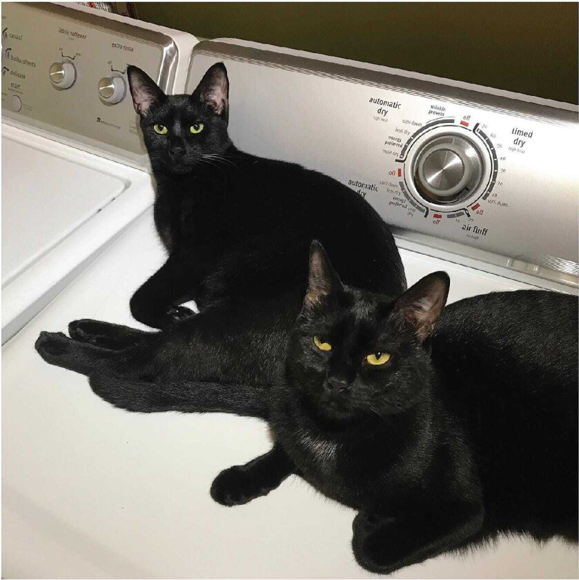 Sam Prekop & John McEntire Sons Of LP/Vinyl