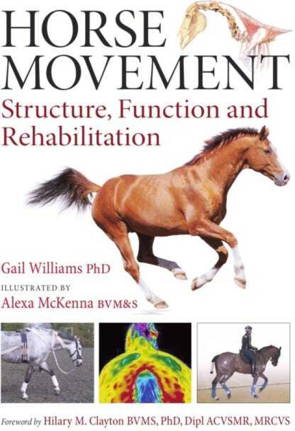 Horse Movement Structure, Function and Rehabilitation