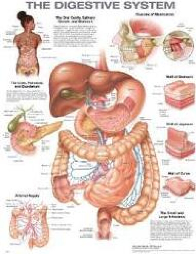 The Digestive System Anatomical Chart