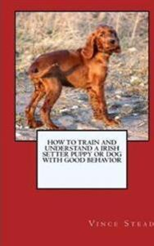 How to Train and Raise a Irish Setter Puppy or Dog with Good Behavior