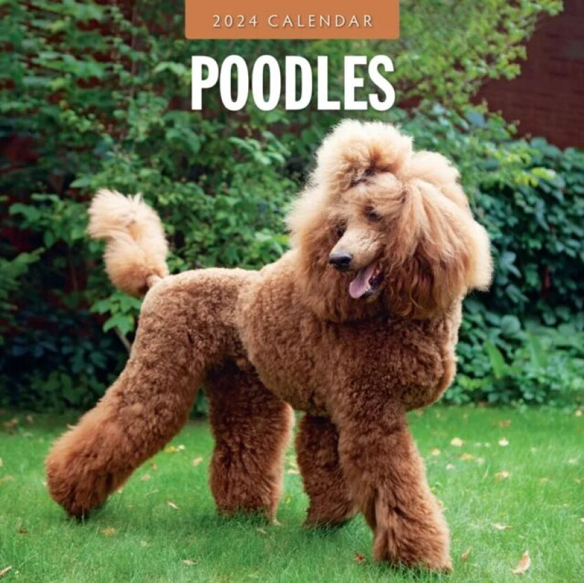 Poodles 2024 Square Wall Calendar av Red Robin Publishing Ltd.