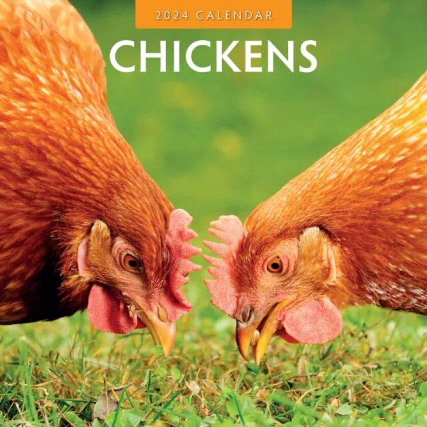 Chickens 2024 Square Wall Calendar av Red Robin Publishing Ltd.