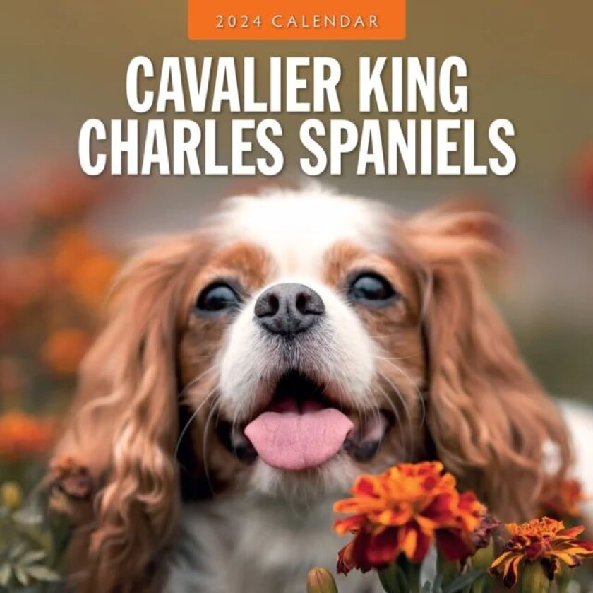 Cavalier King Charles Spaniels 2024 Square Wall Calendar av Red Robin Publishing Ltd.