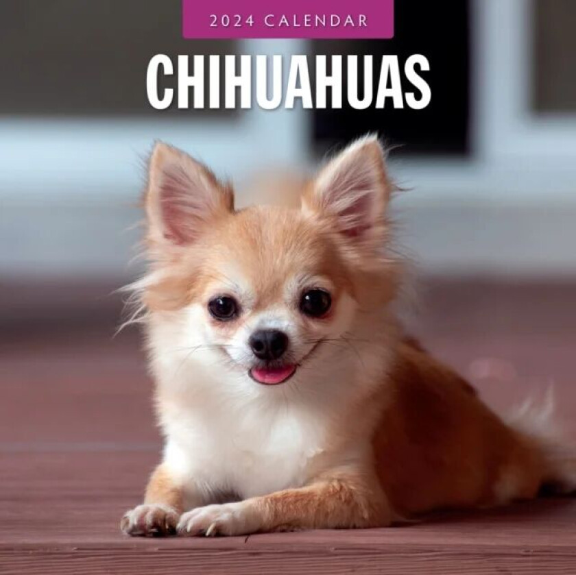 Chihuahuas 2024 Square Wall Calendar av Red Robin Publishing Ltd.