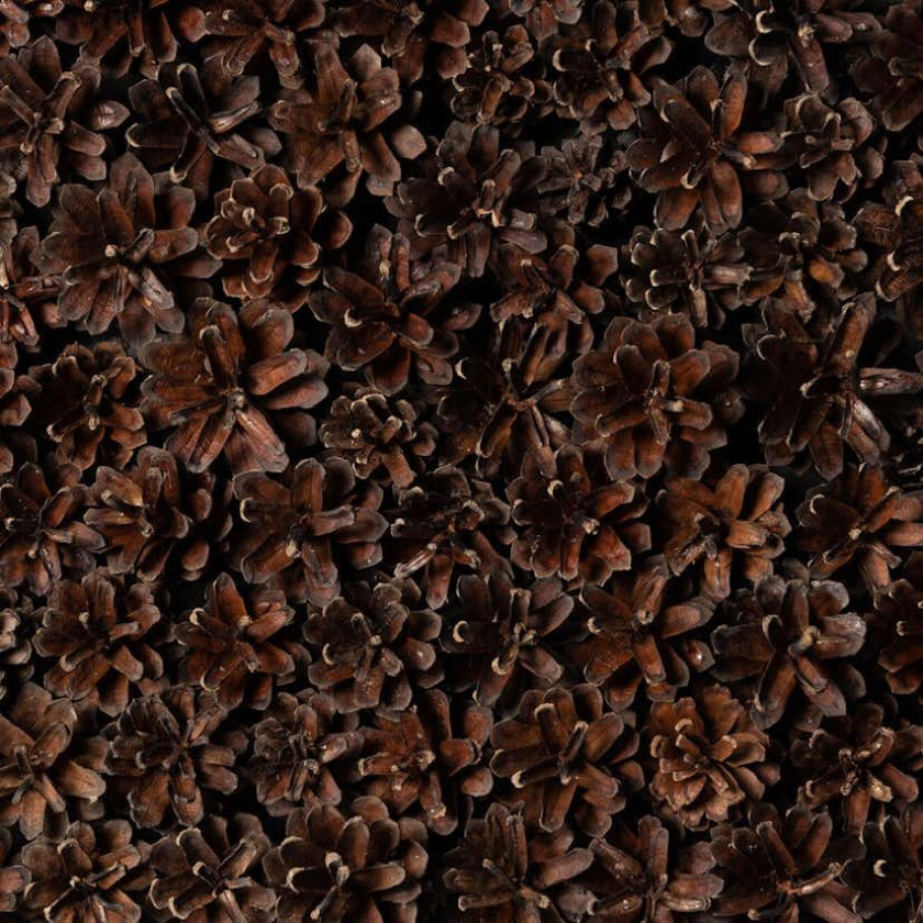 Veggpanel Emotionwood Pinecones