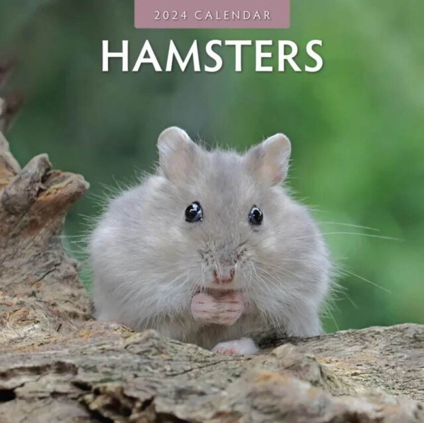 Hamsters 2024 Square Wall Calendar av Red Robin Publishing Ltd.