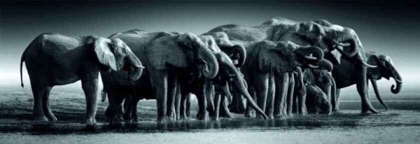 Puzzle Panorama Herd Of Giants 1000 Elementów (39895)