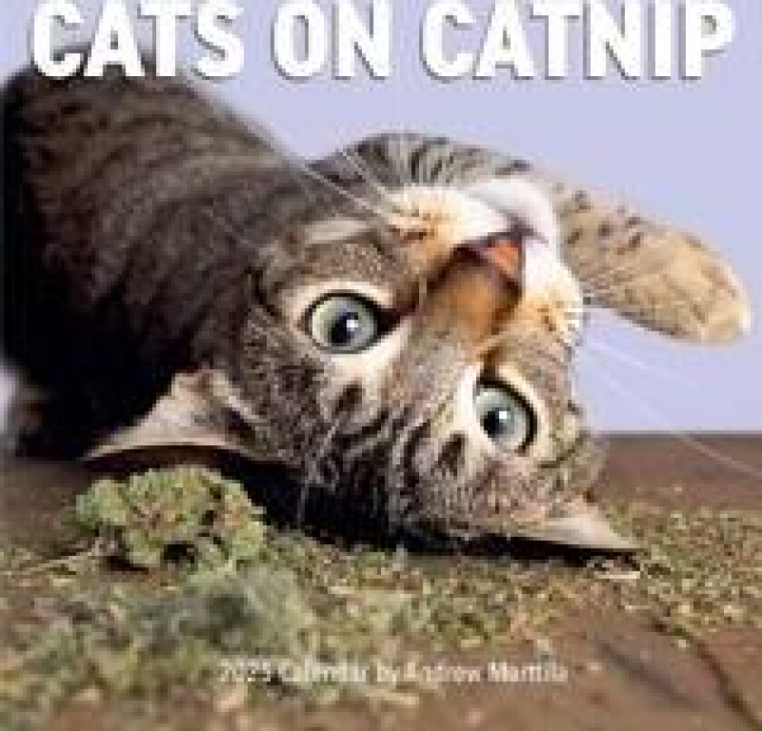 Cats on Catnip Wall Calendar 2025
