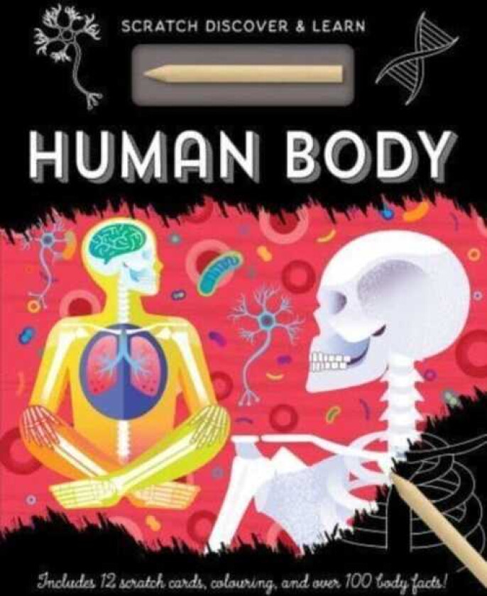 Human Body