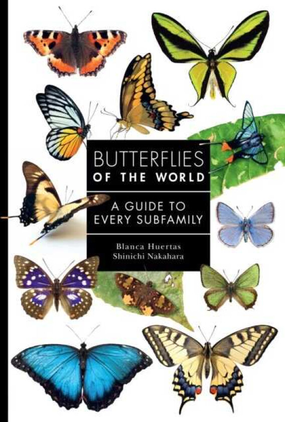 Butterflies of the World A Guide to Every Subfamily