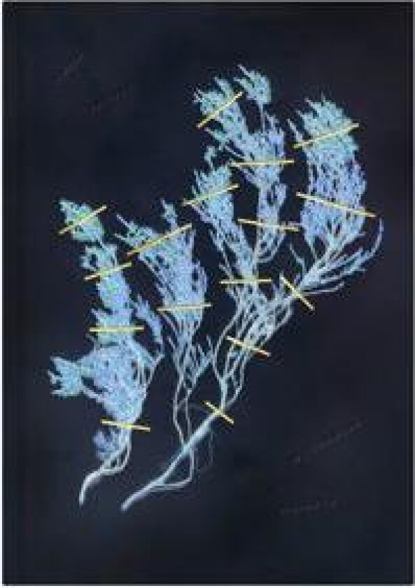 Wuthering Heights - Bronte, Emily (Innbundet), 9526538552