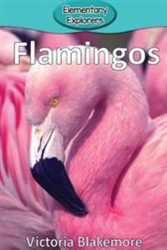 Flamingos