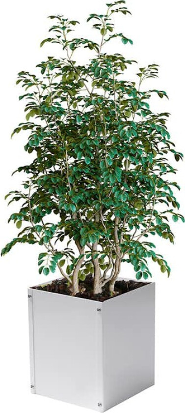 Plantekasse Skotte Garden