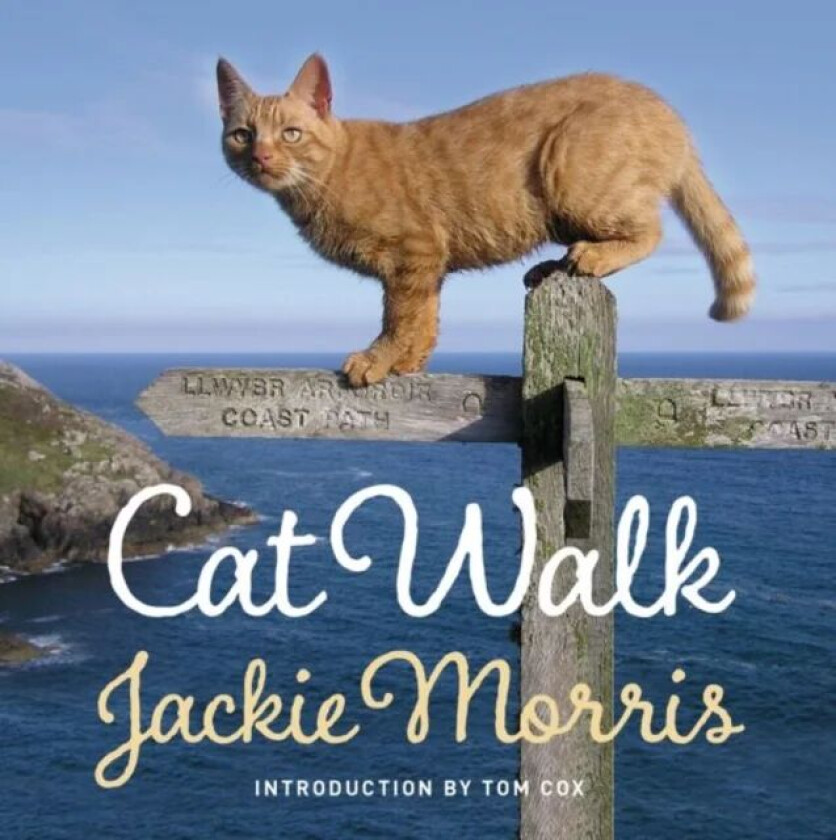 Cat Walk av Jackie Morris