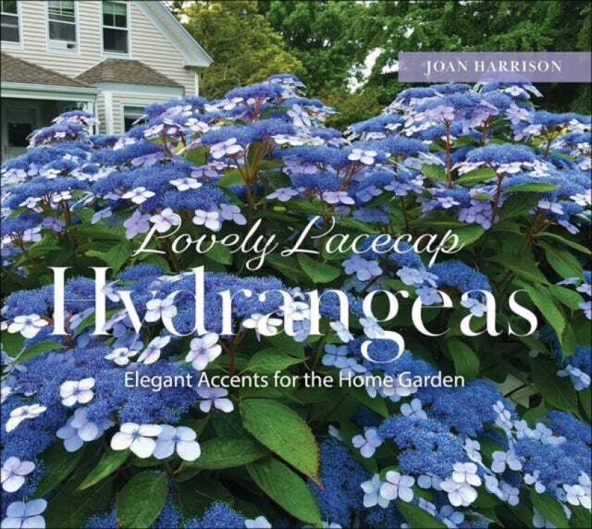Lovely Lacecap Hydrangeas Elegant Accents for the Home Garden