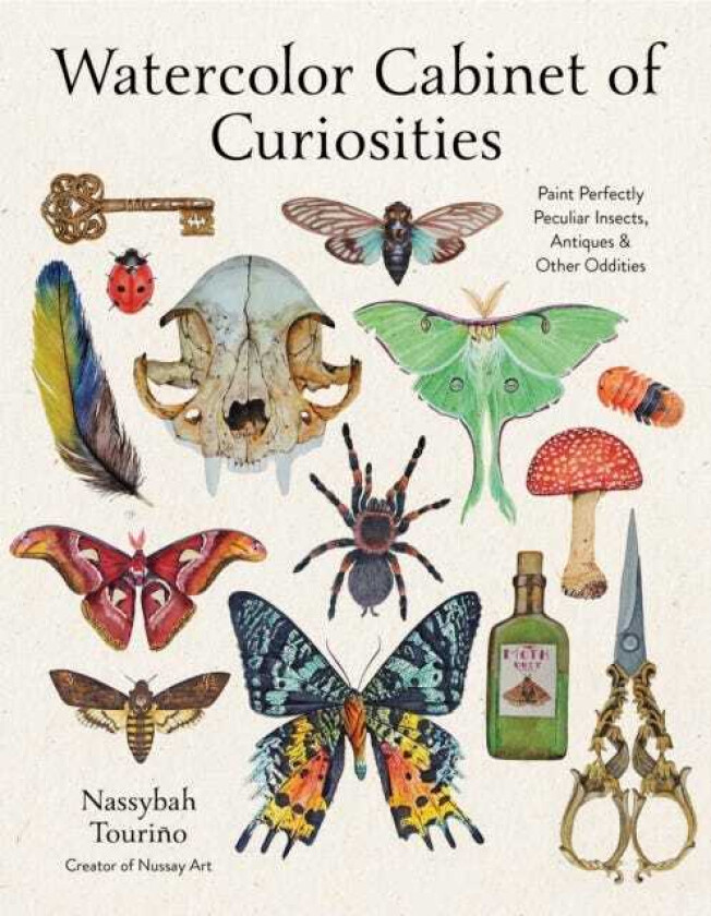 Watercolor Cabinet of Curiosities Paint Perfectly Peculiar Insects, Antiques & Other Oddities