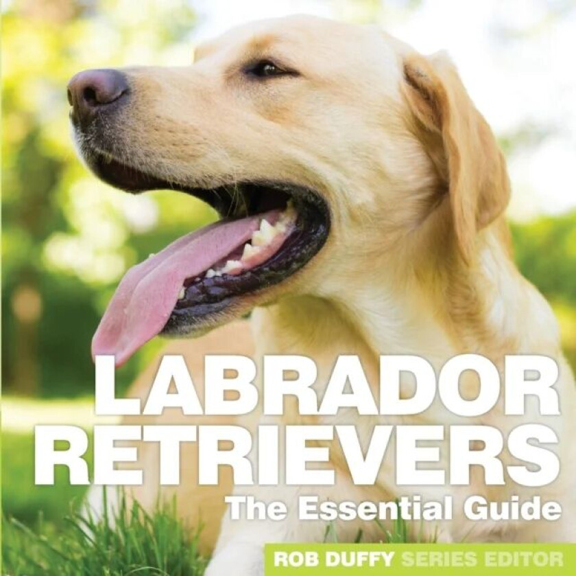 Labrador Retrievers