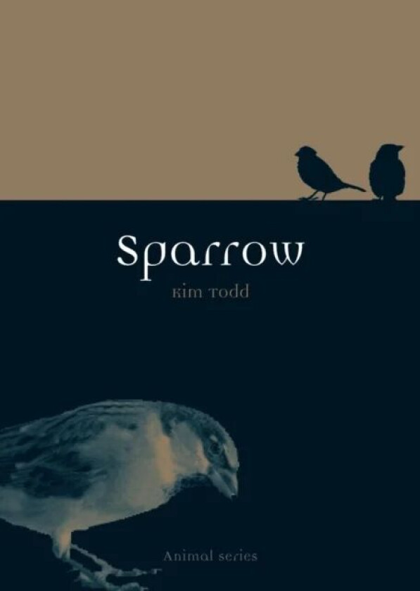 Sparrow av Kim Todd