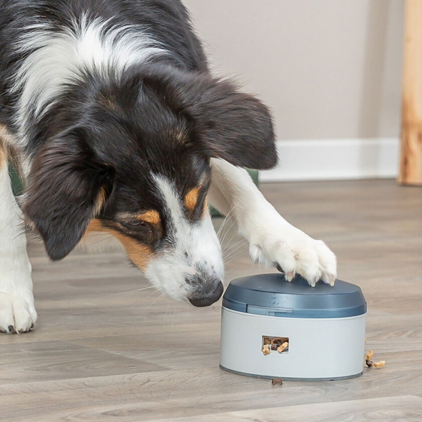 Activity Buzzer Hundegodteridispenser