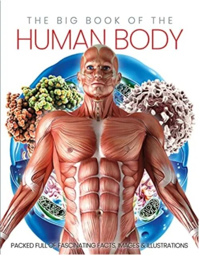 The Big Book of the Human body av Katherine Marsh