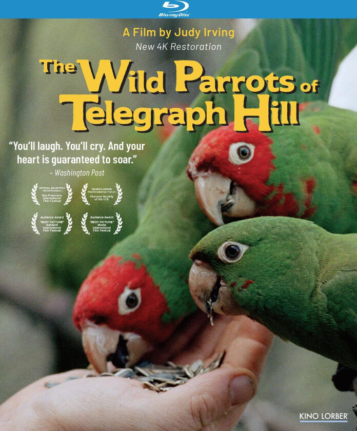 The Wild Parrots of Telegraph Hill (2003) Bluray