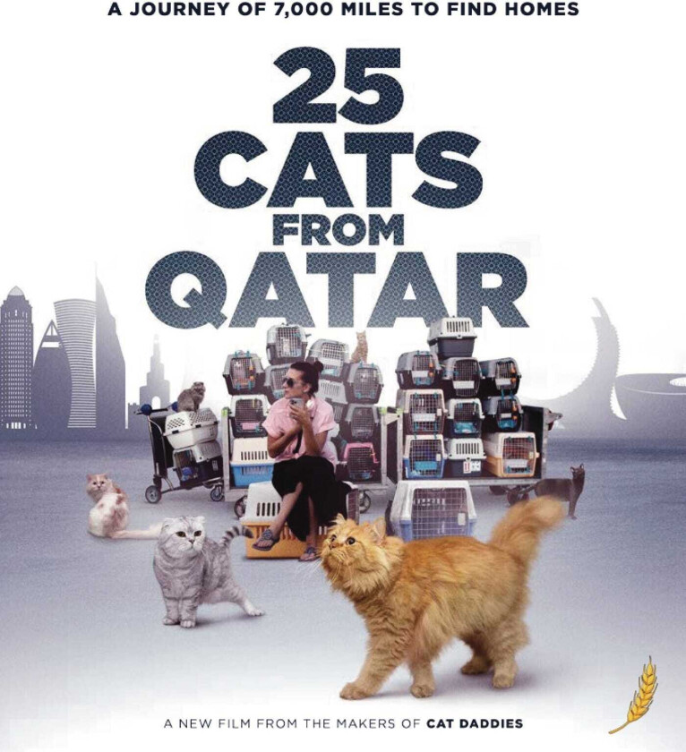 25 Cats From Qatar (2025) Bluray
