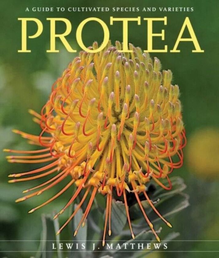 Protea av Lewis J. Matthews