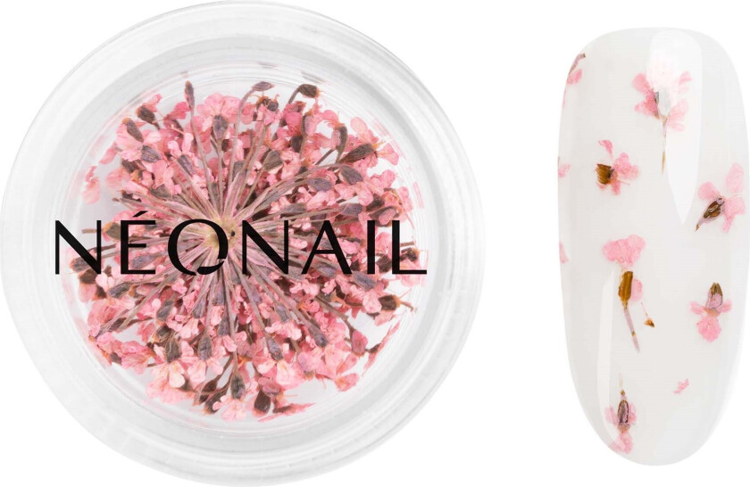 Dried Flowers 01 - Pink