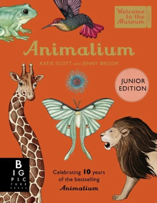 Animalium (Junior Edition) av Jenny Broom