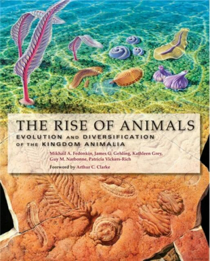 The Rise of Animals av Mikhail A. (Head Laboratory of Precambrian Organisms Russian Academy of Sciences) Fedonkin, James G. (Senior Curator retired 6.