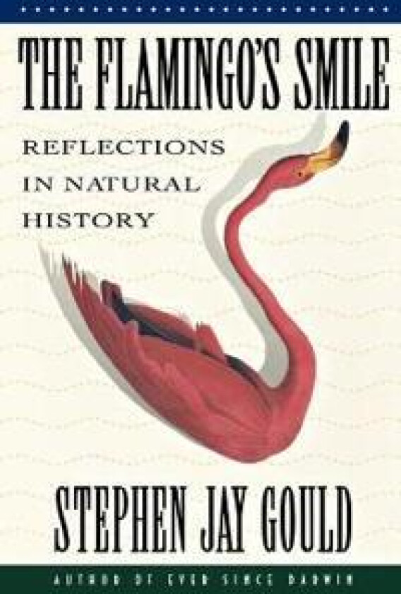 The Flamingo's Smile