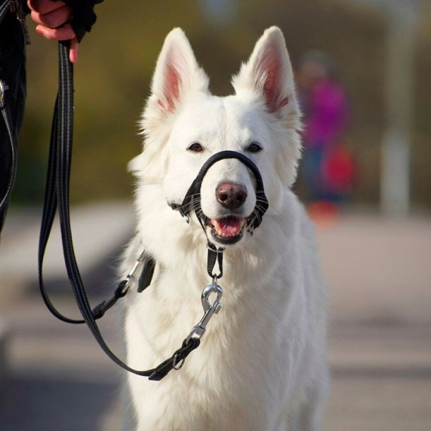 Pro Dog Dressursele (4)