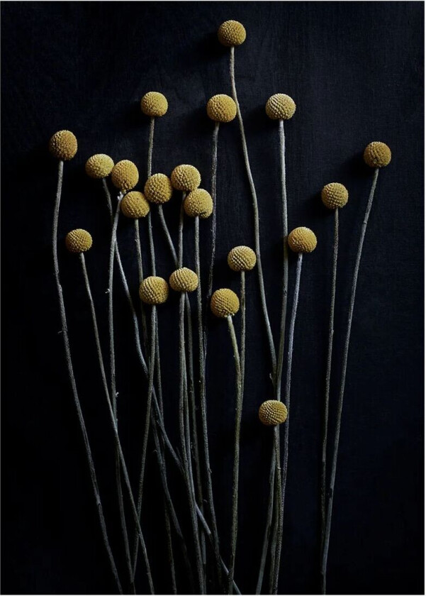 Stil Life 01 Yellow Drumsticks poster 50x70 cm