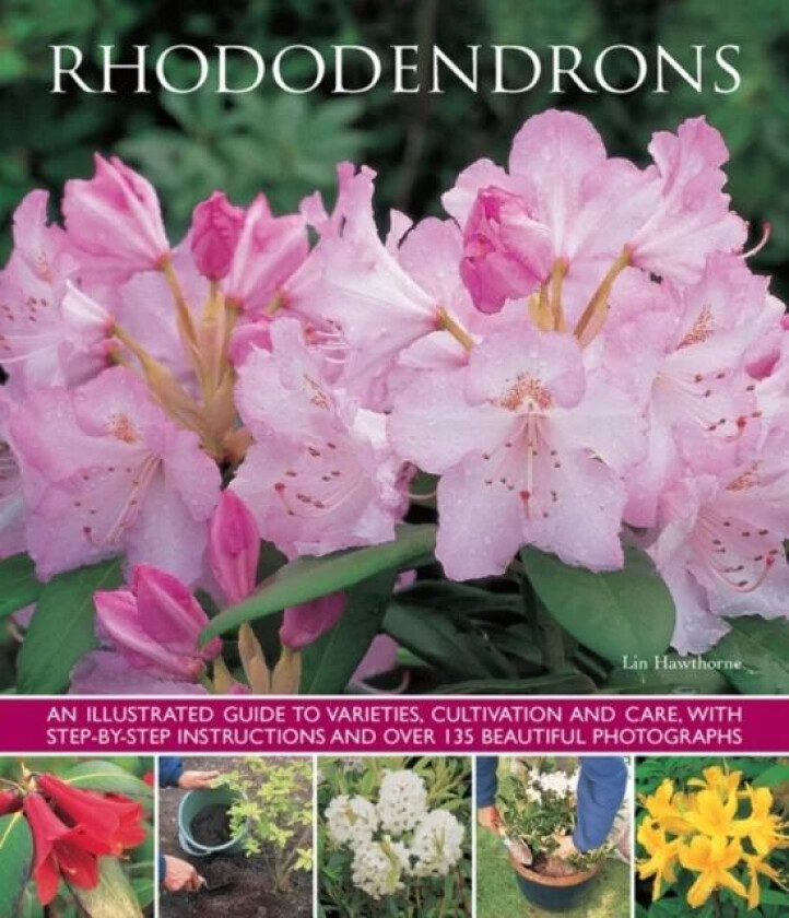 Rhododendrons av Hawthorne Lin