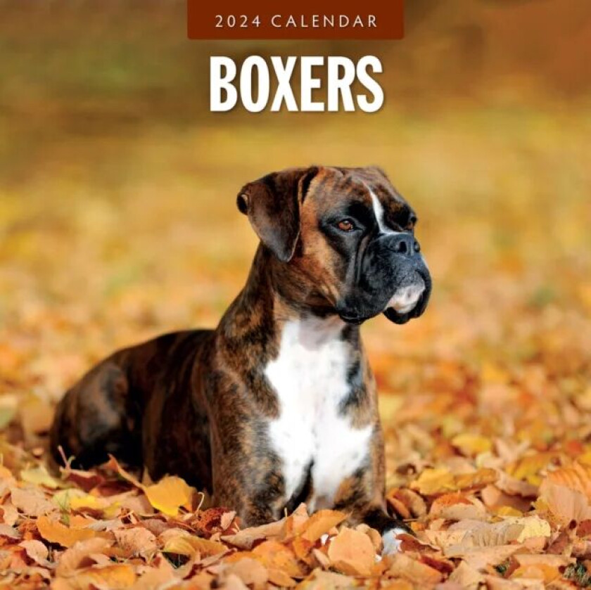 Boxers 2024 Square Wall Calendar av Red Robin Publishing Ltd.