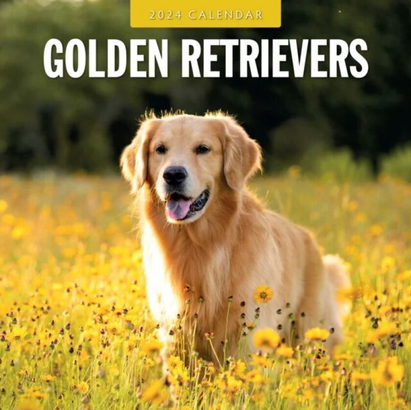 Golden Retrievers 2024 Square Wall Calendar av Red Robin Publishing Ltd.