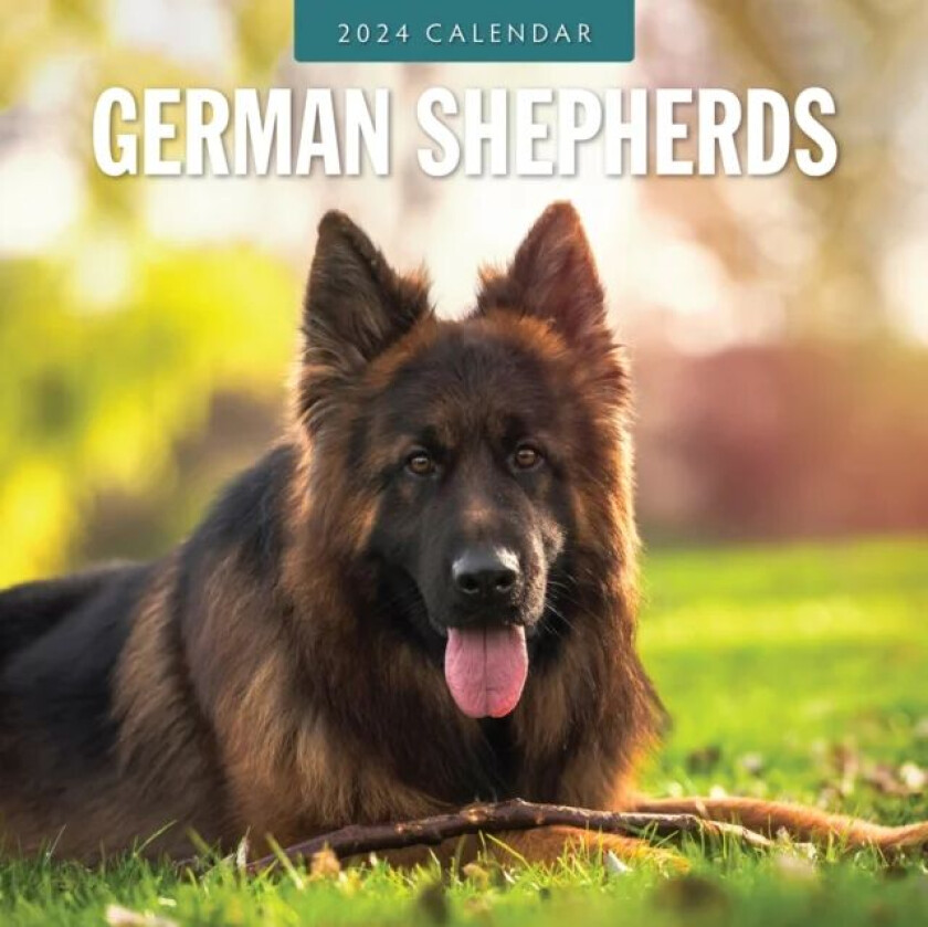 German Shepherds 2024 Square Wall Calendar av Red Robin Publishing Ltd.