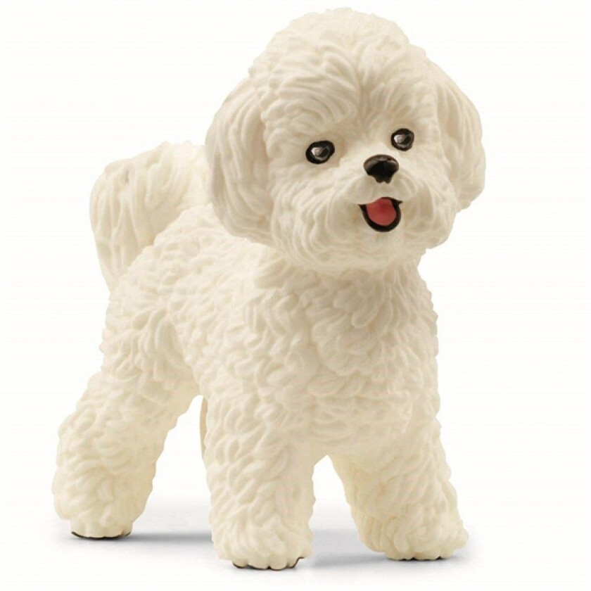 Bichon Frisé