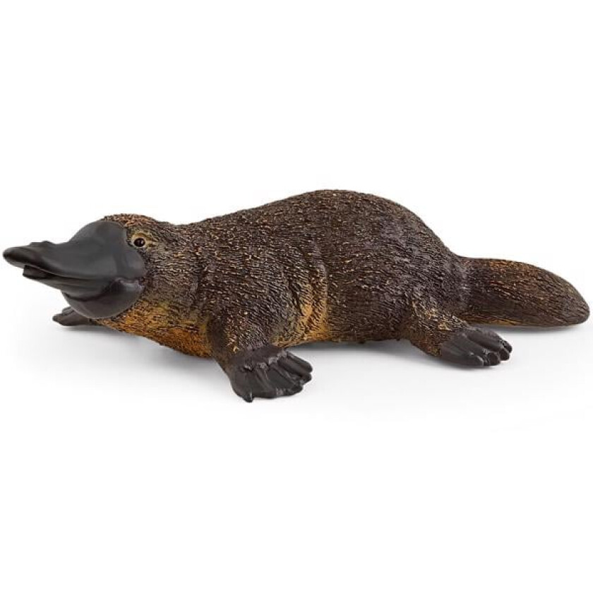 Platypus