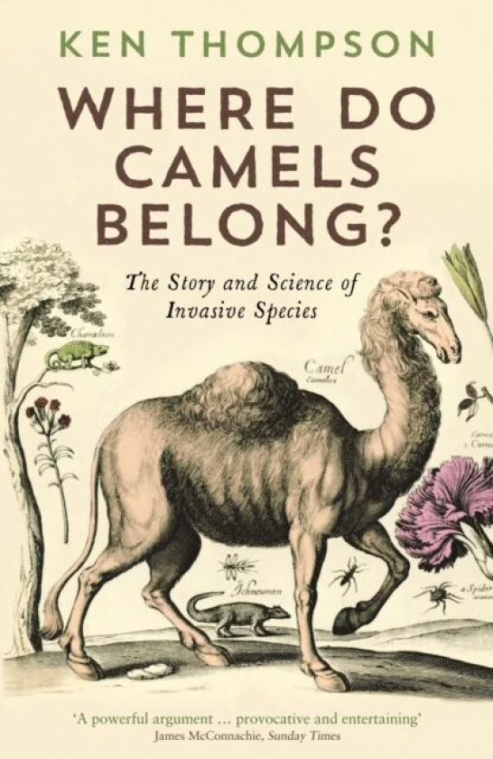 Where Do Camels Belong? av Ken Thompson