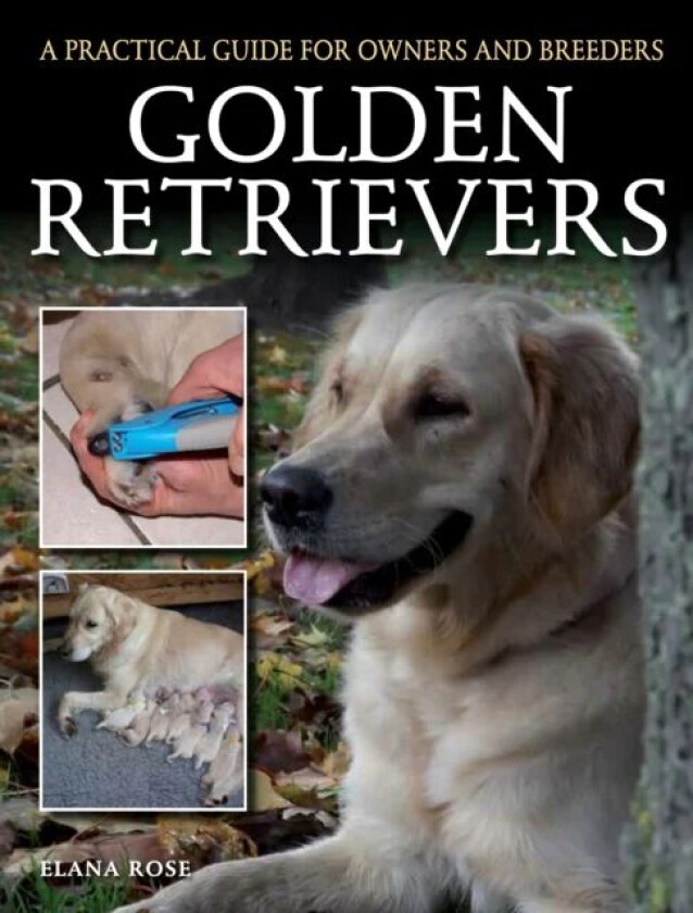 Golden Retrievers av Elana Rose