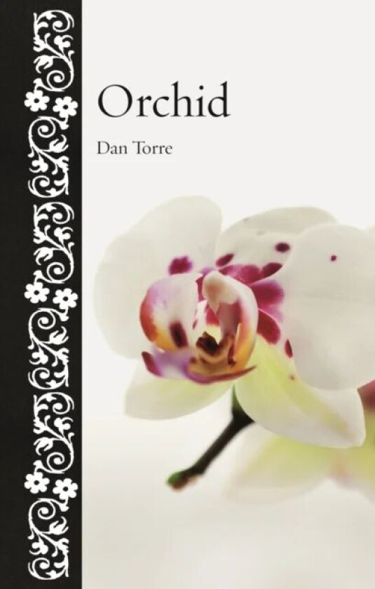Orchid av Dan Torre