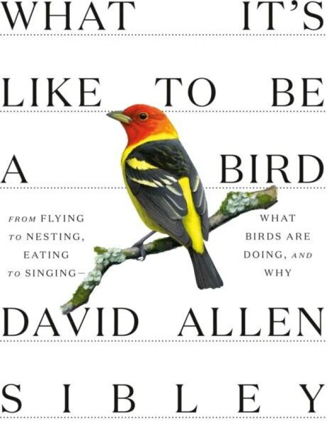 What It&#039;s Like to be a Bird av David Allen Sibley