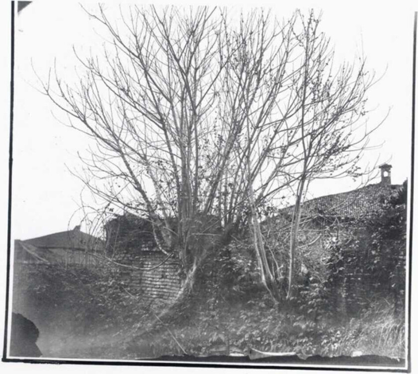 Siavash Amini Caligo CD