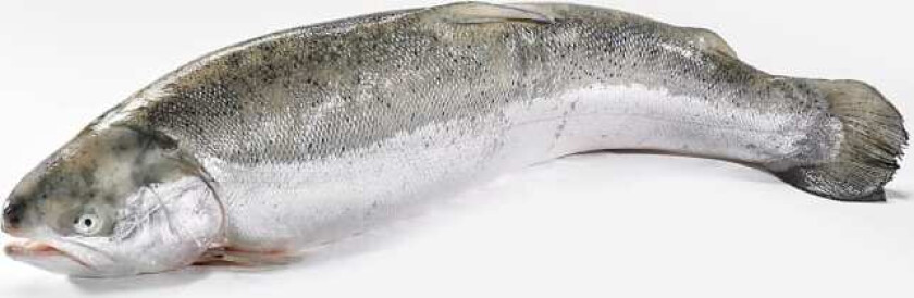 Ørret pr Kg fra Fiskedisken