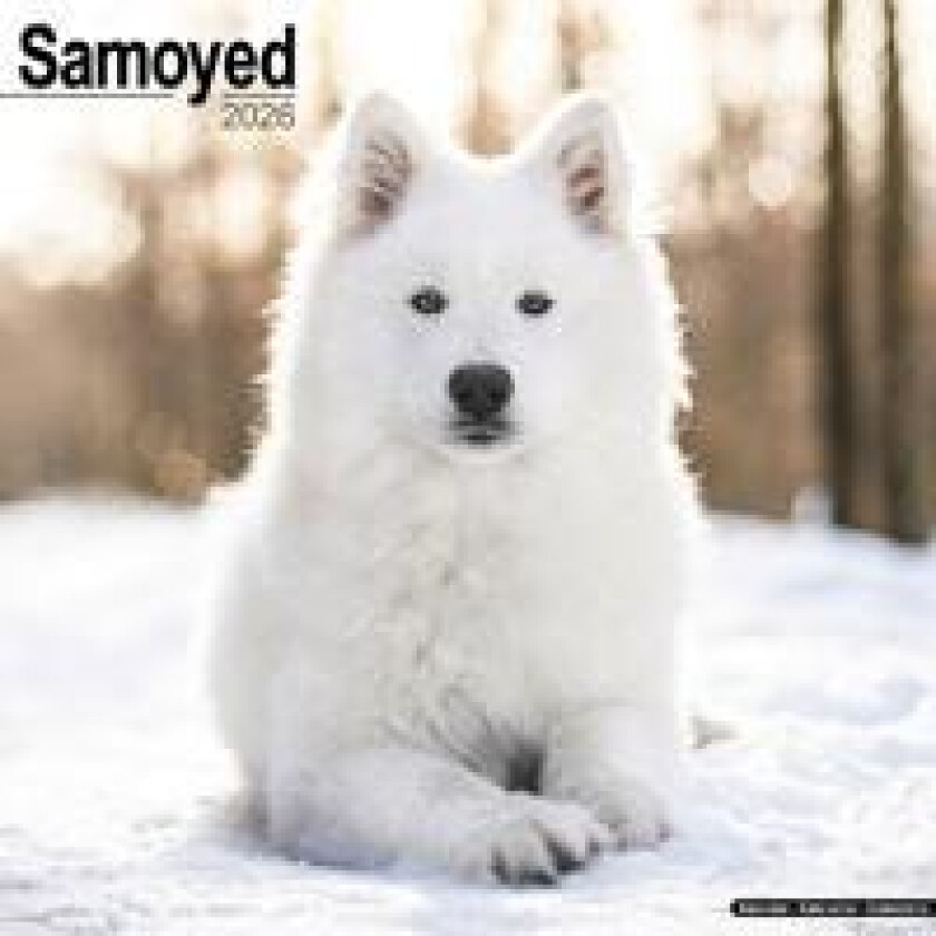Samoyed Calendar 2026 Square Dog Breed Wall Calendar - 16 Month