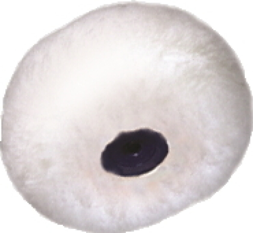 Hjørnerull polyester hvit 22mm refill**