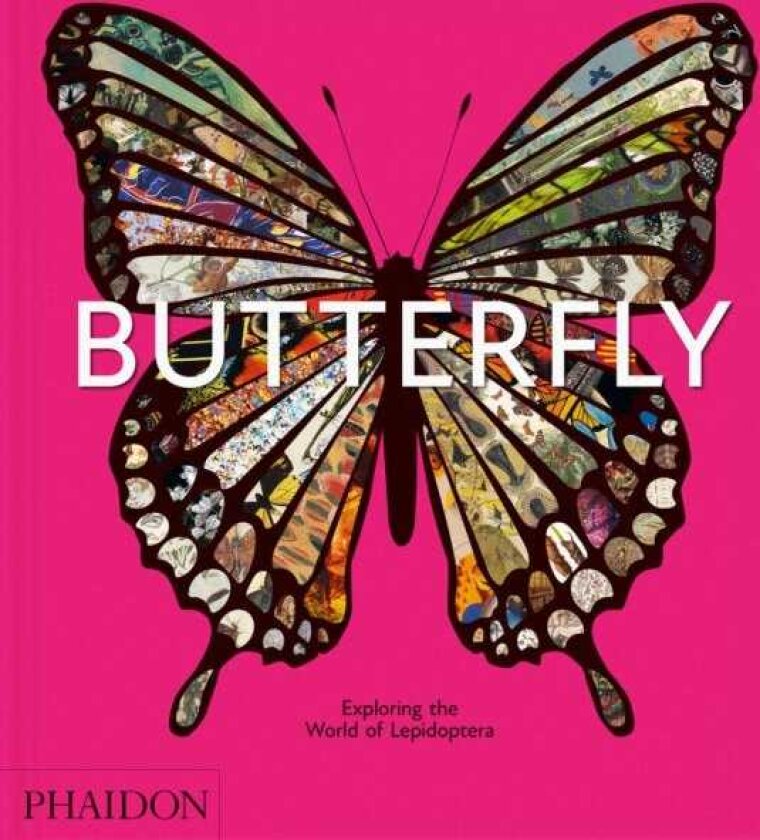 Butterfly Exploring the World of Lepidoptera