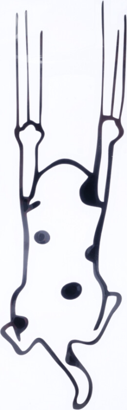 klistremerke "Kloterende katt" - B 16 x H 5 cm