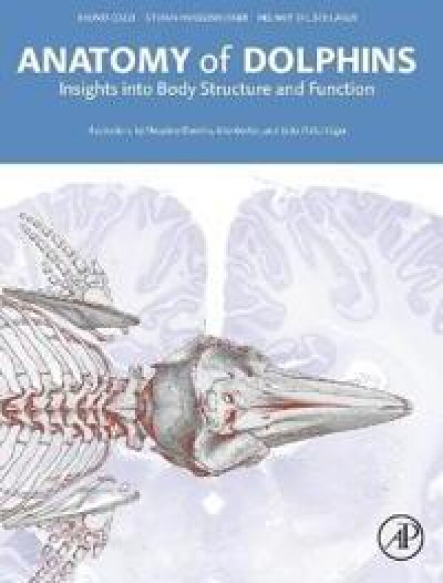 Anatomy of Dolphins